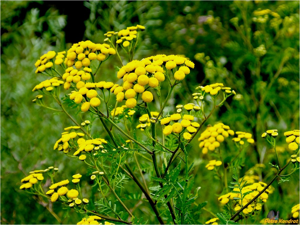 Изображение особи Tanacetum vulgare.
