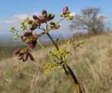 Peucedanum tauricum. Верхушки побегов с соцветиями и соплодиями. Краснодарский край, Крымский р-н, окр. хут. Гапоновского, гора Сагачёва (523), ≈ 520 м н.у.м., разнотравно-злаковый луг с кустарниками и одиночными деревьями. 01.10.2016.