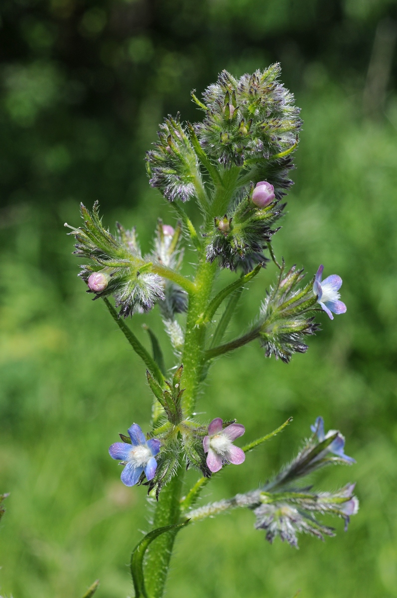 Image of Anchusa azurea specimen.