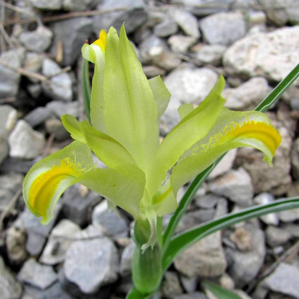 Image of Juno orchioides specimen.