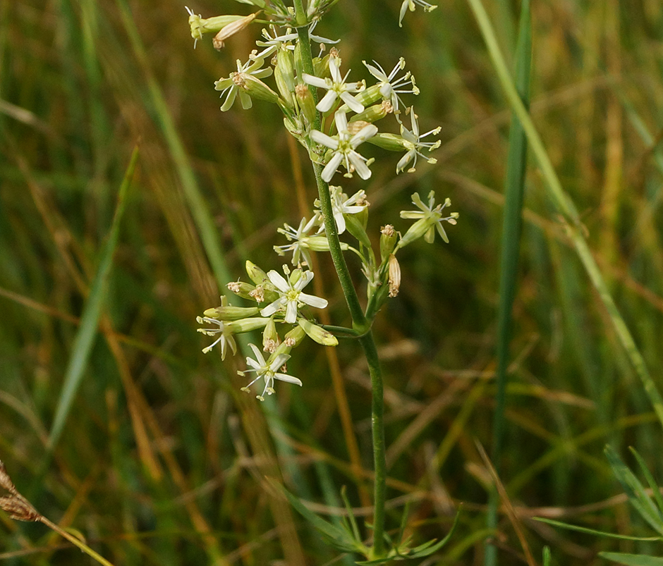 Image of Silene sibirica specimen.