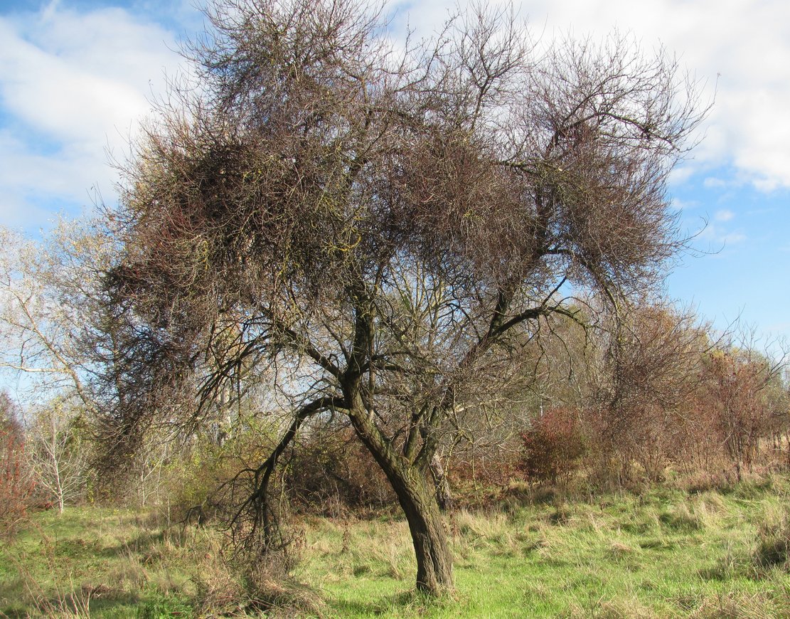 Изображение особи Prunus cerasifera.