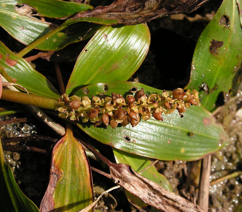 Image of Potamogeton natans specimen.