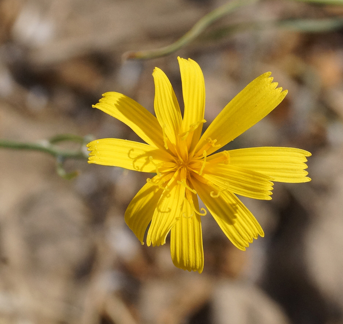 Image of genus Chondrilla specimen.