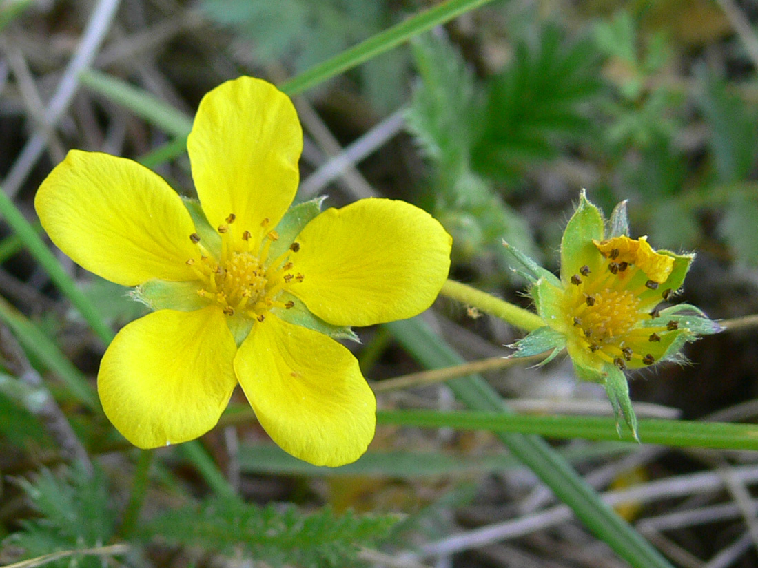 Image of Potentilla anserina specimen.