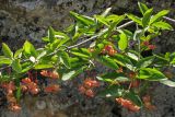 Euonymus latifolius. Ветвь с плодами. Южный берег Крыма, окр. пос. Малый Маяк. 14.08.2016.