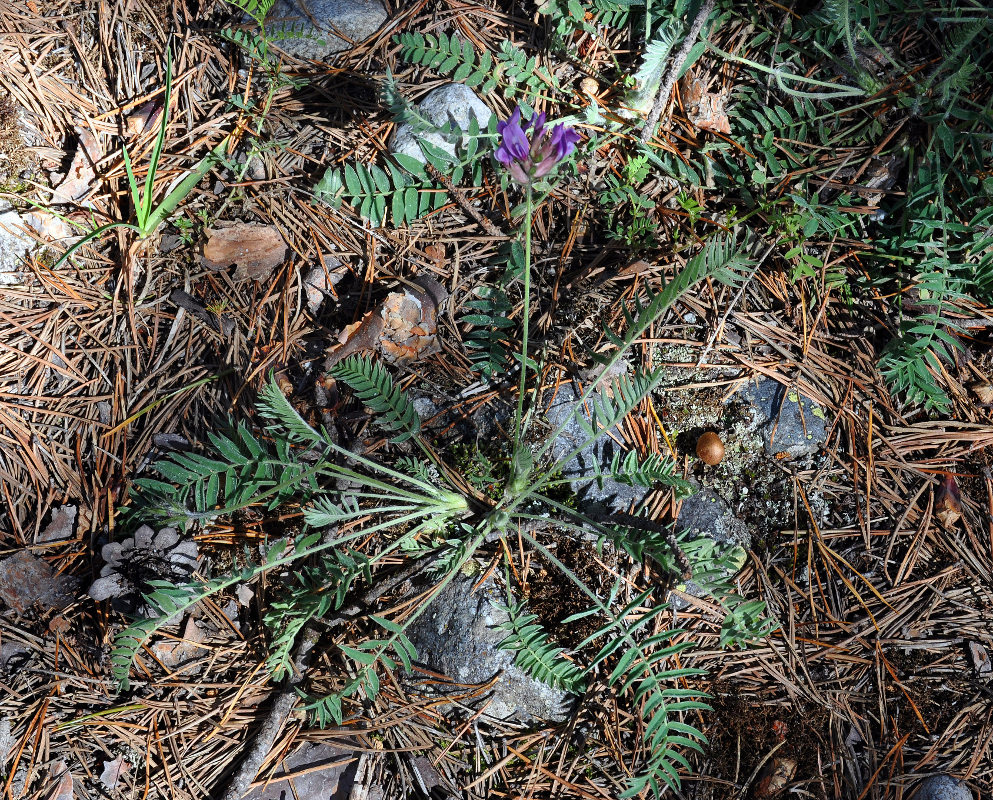 Изображение особи Oxytropis lazica.