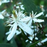 Clematis mandshurica