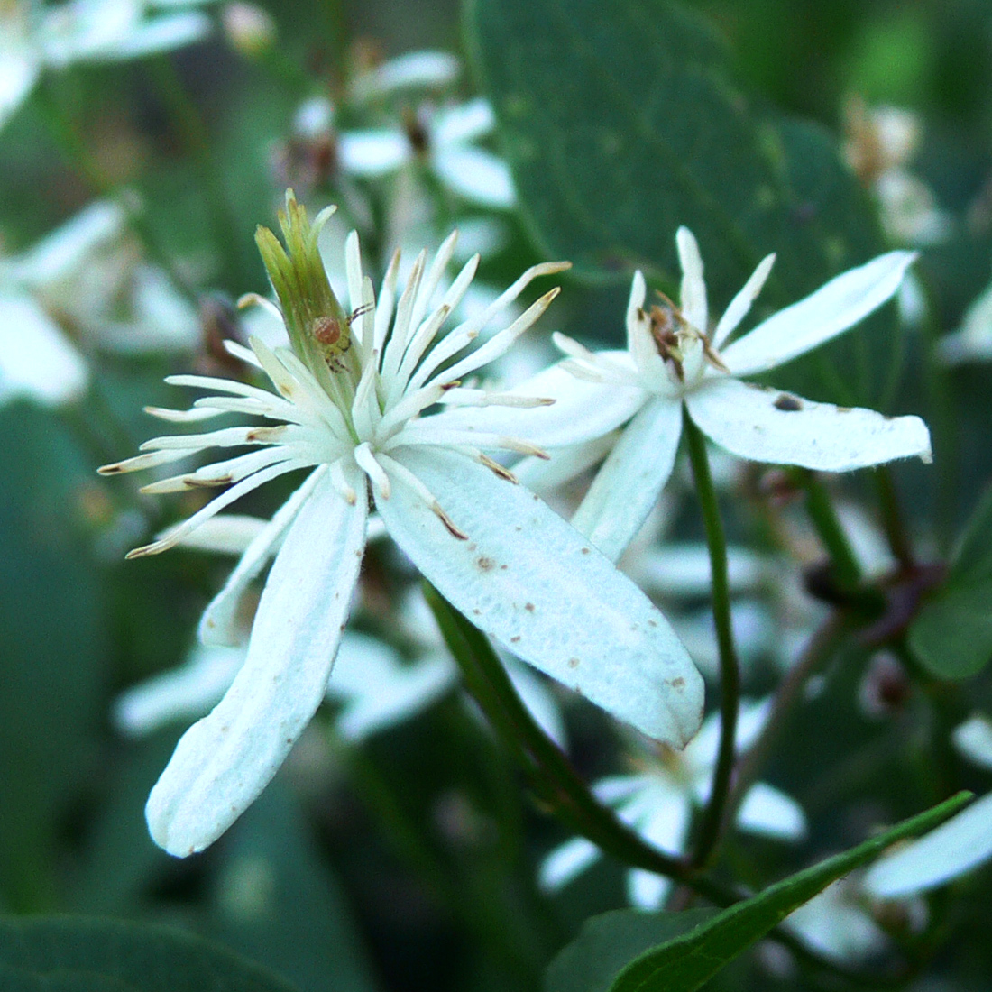 Изображение особи Clematis mandshurica.