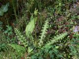 Pedicularis sceptrum-carolinum