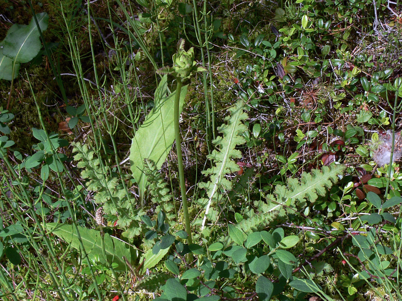 Изображение особи Pedicularis sceptrum-carolinum.