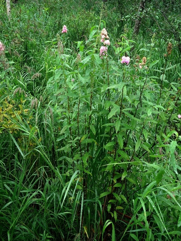 Image of Spiraea salicifolia specimen.