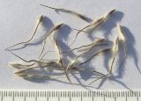 Pulsatilla albana