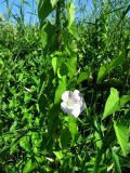 Calystegia spectabilis. Цветущие побеги на стебле тростника. Ленинградская обл., Ломоносовский р-н, окр. пос. Большая Ижора, побережье Финского залива, окраина тростниковых зарослей. 02.07.2016.