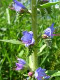 Echium vulgare. Часть соцветия в начале цветения. Кемеровская обл., Кемеровский р-н, окр. с. Верхотомское, обочина дороги. 12.06.2009.