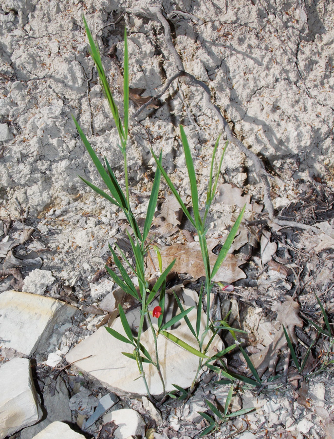 Изображение особи Lathyrus sphaericus.