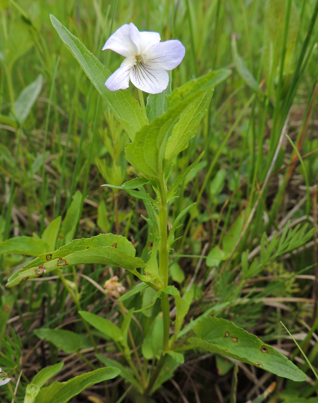 Image of Viola stagnina specimen.
