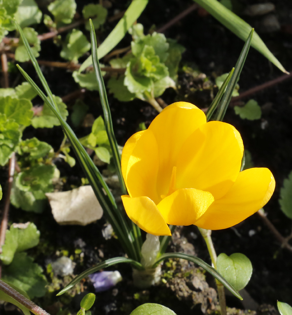 Image of Crocus &times; luteus specimen.