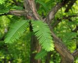 Metasequoia glyptostroboides