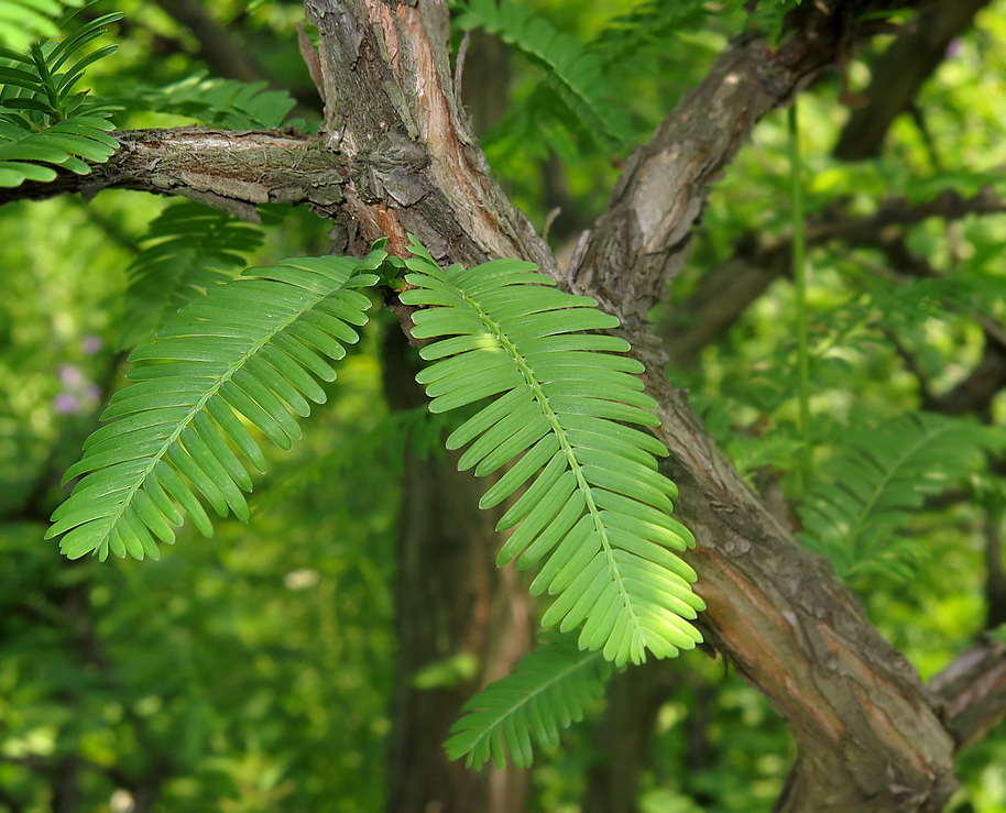 Изображение особи Metasequoia glyptostroboides.