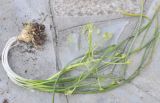 Ornithogalum wiedemannii