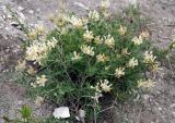 Astragalus albicaulis