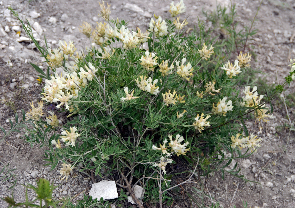 Image of Astragalus albicaulis specimen.