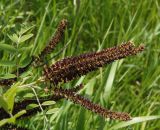 Amorpha fruticosa