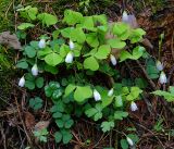 Oxalis acetosella. Цветущее растение. Московская обл., Раменский р-н, окр. ж.-д. платформы Хрипань, смешанный лес у ЛЭП. 12.05.2017.