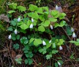 Oxalis acetosella