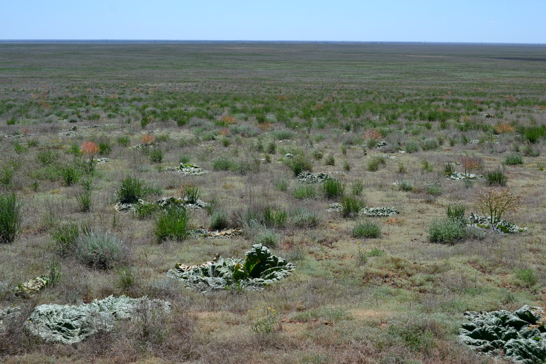 Image of Rheum tataricum specimen.