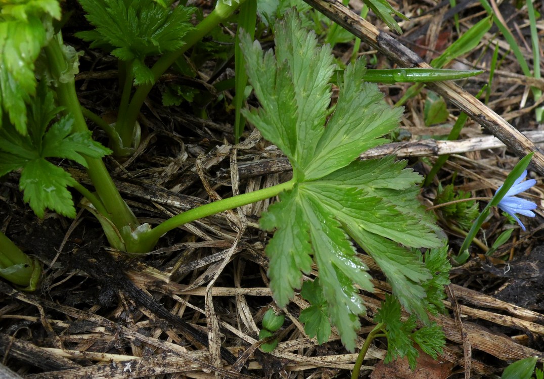 Image of Trollius ranunculinus specimen.