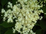 Sambucus nigra