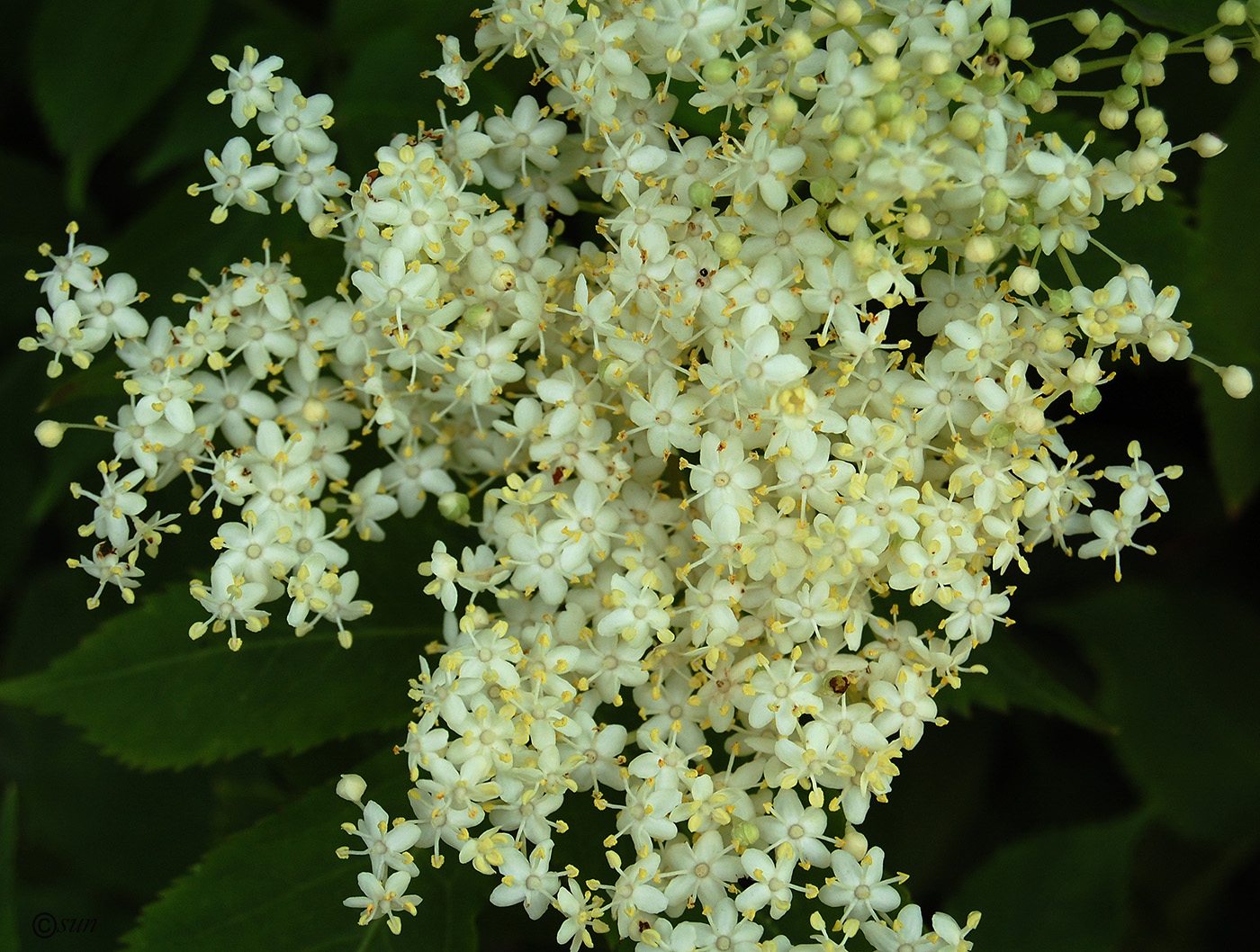 Изображение особи Sambucus nigra.