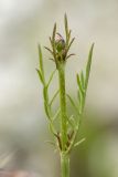 Cephalaria uralensis. Верхушка бутонизирующего растения. Ростовская обл., Куйбышевский р-н, окр. с. Лысогорка, у подножья мелового склона. 16.06.2017.