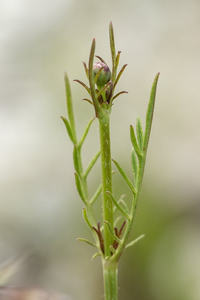 Image of Cephalaria uralensis specimen.