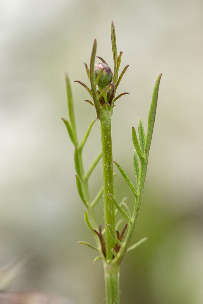 Изображение особи Cephalaria uralensis.