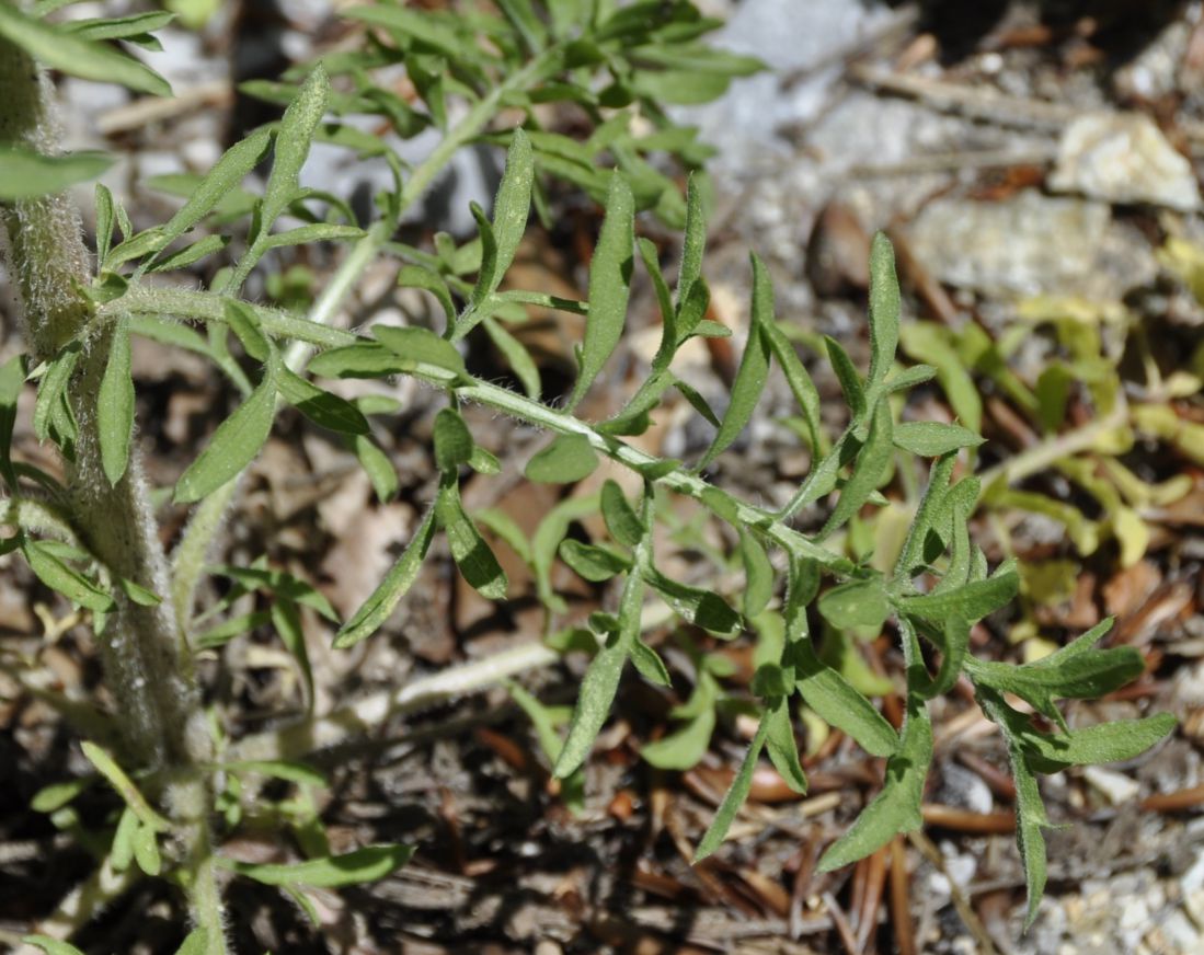 Image of Centaurea deusta specimen.
