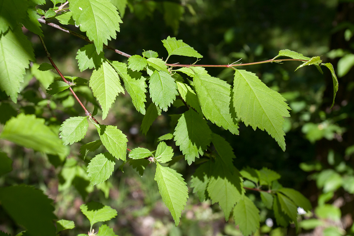 Image of Louiseania ulmifolia specimen.