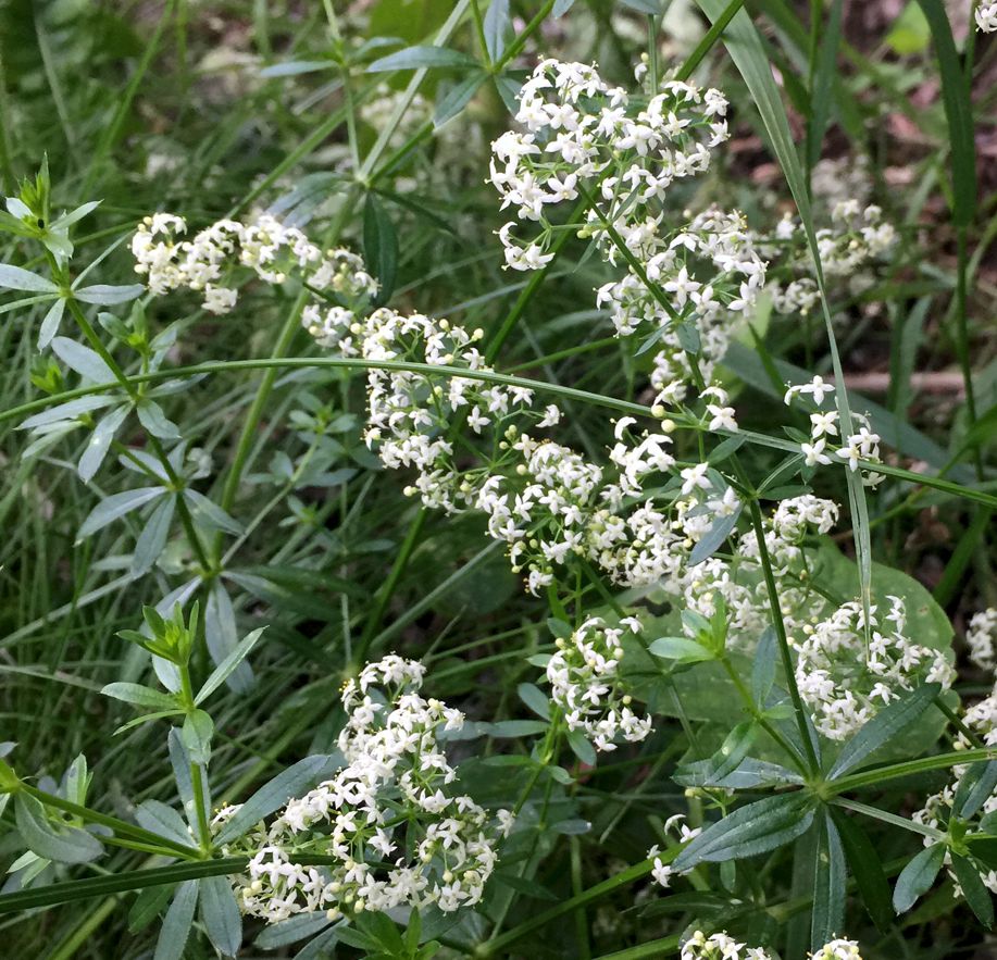 Изображение особи Galium mollugo.