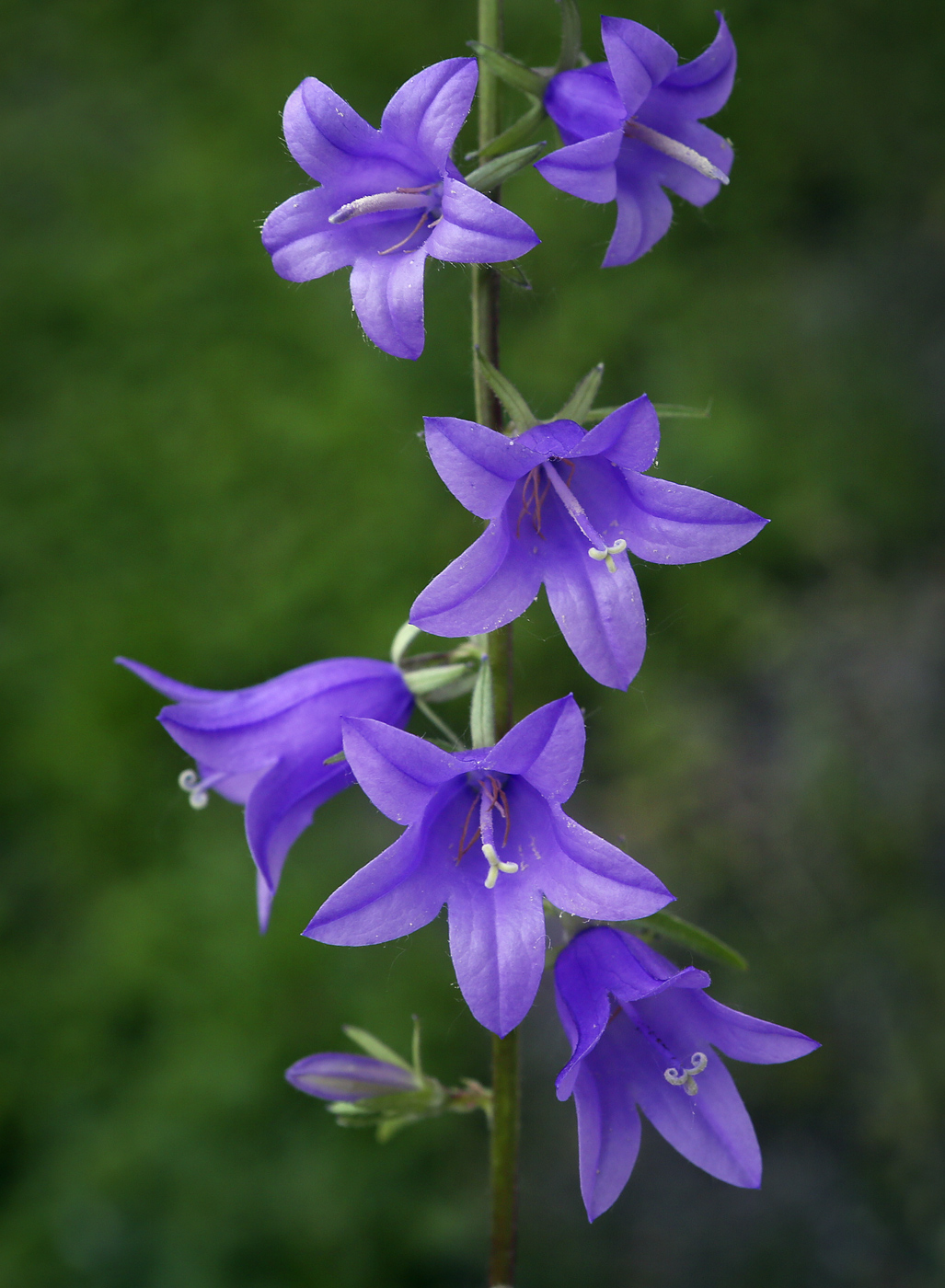 Image of Campanula rapunculoides specimen.