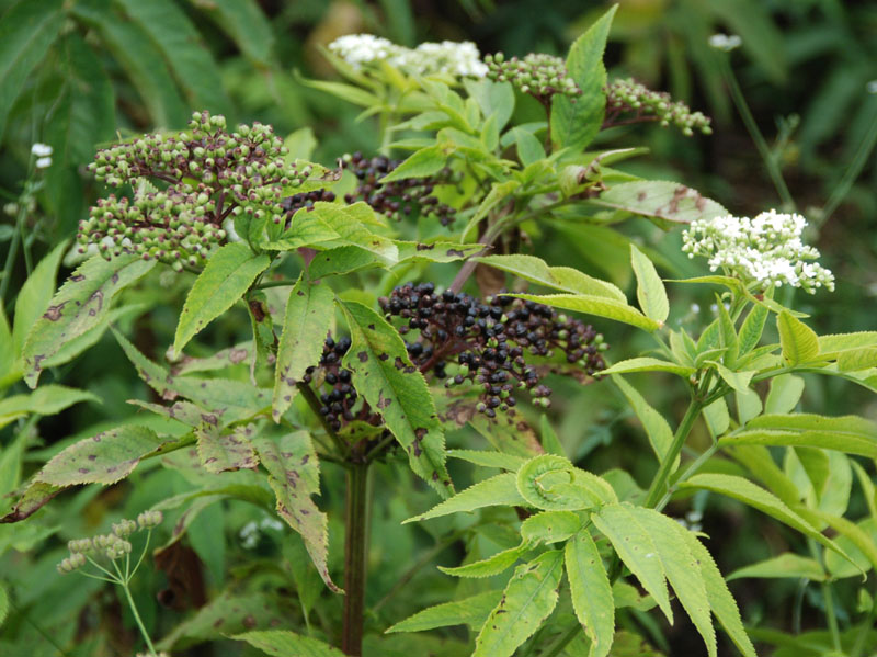 Image of Sambucus ebulus specimen.