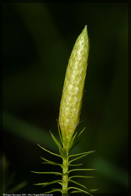 Изображение особи Lycopodium annotinum.