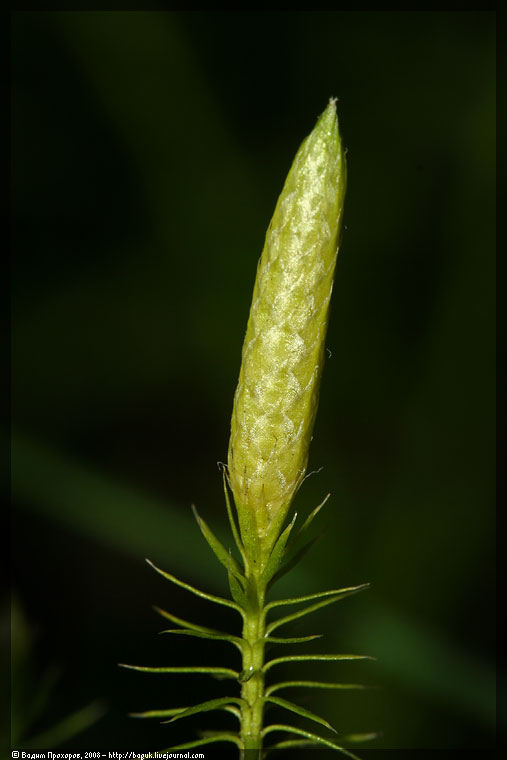 Image of Lycopodium annotinum specimen.