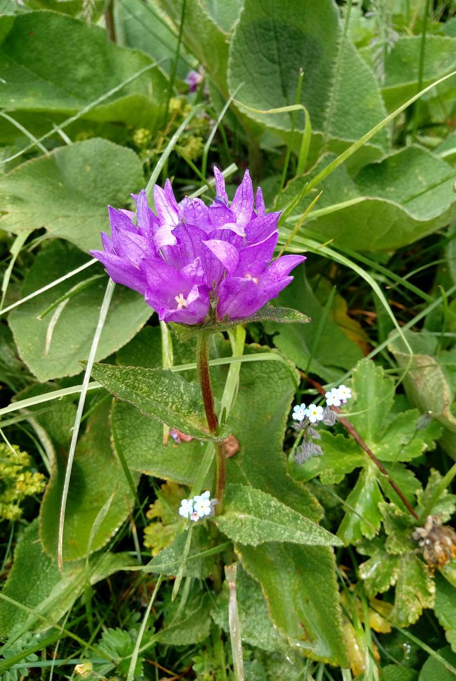 Изображение особи Campanula glomerata.