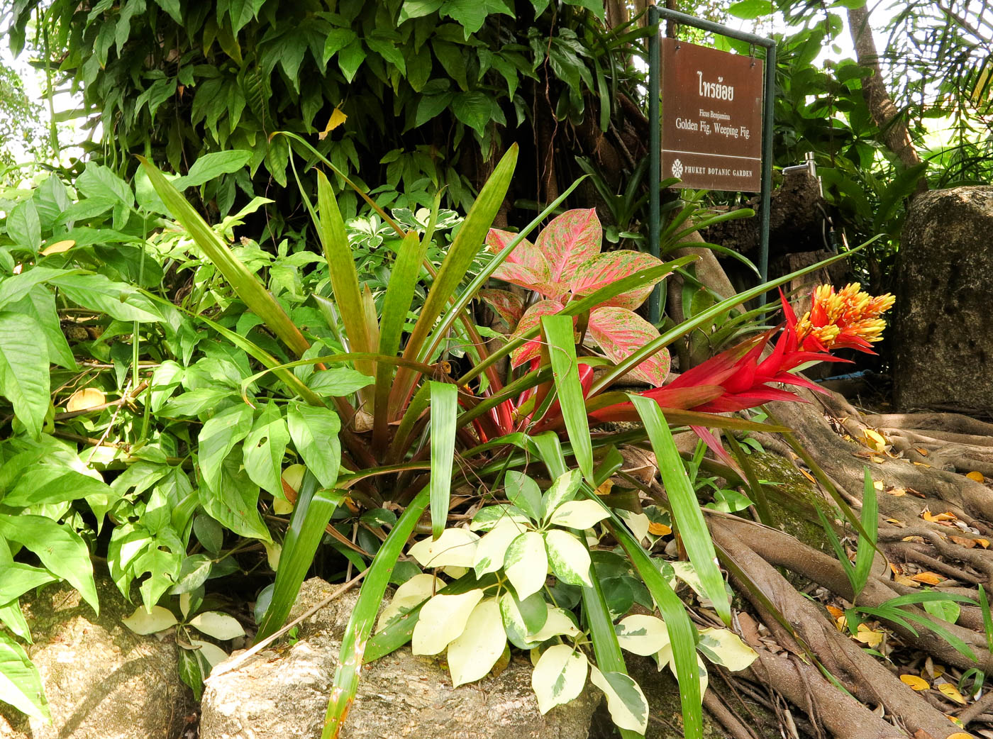 Image of familia Bromeliaceae specimen.
