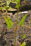 Atriplex prostrata