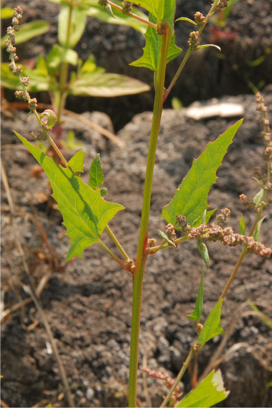 Изображение особи Atriplex prostrata.