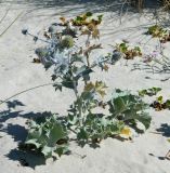 Eryngium maritimum. Цветущее растение. Испания, национальный парк \"Атлантические острова Галисии\", архипелаг Cies, о-ов Monteagudo, песчаная дюна. Июль.