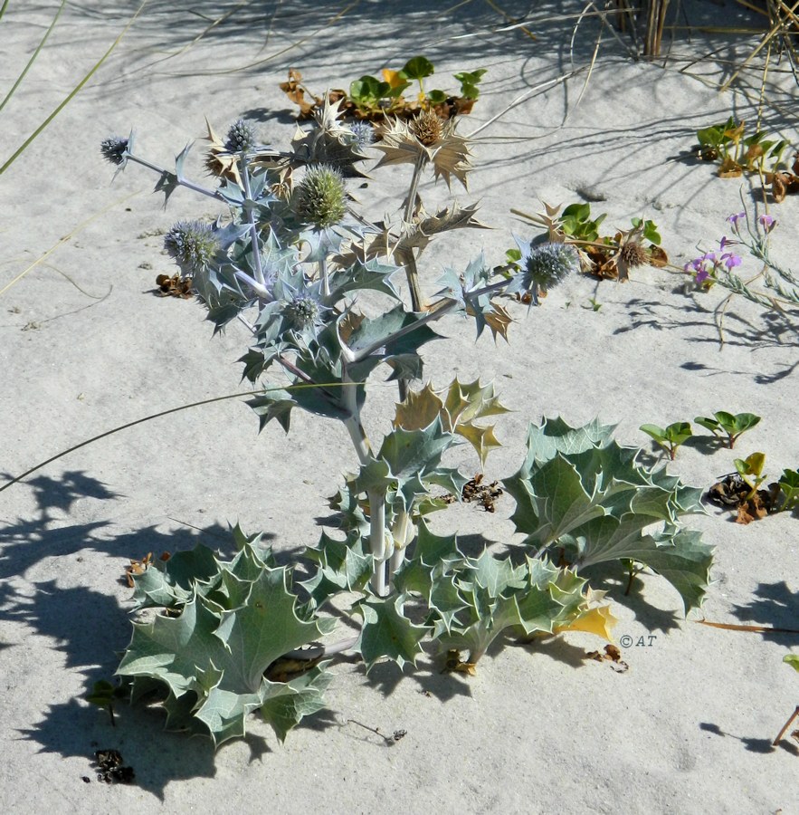 Изображение особи Eryngium maritimum.